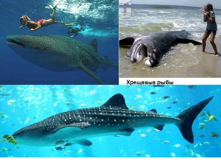 Хрящевые рыбы 