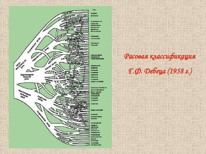 Схема расовой классификации