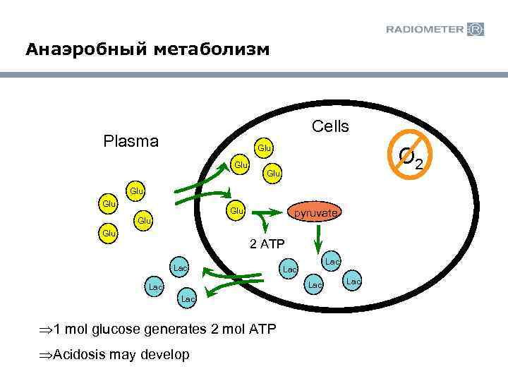 Анаэробный метаболизм Cells Plasma O 2 Glu Glu Glu pyruvate Glu 2 ATP Lac