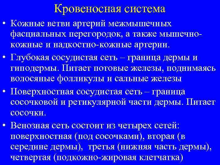 Кровеносная система • Кожные ветви артерий межмышечных фасциальных перегородок, а также мышечнокожные и надкостно-кожные