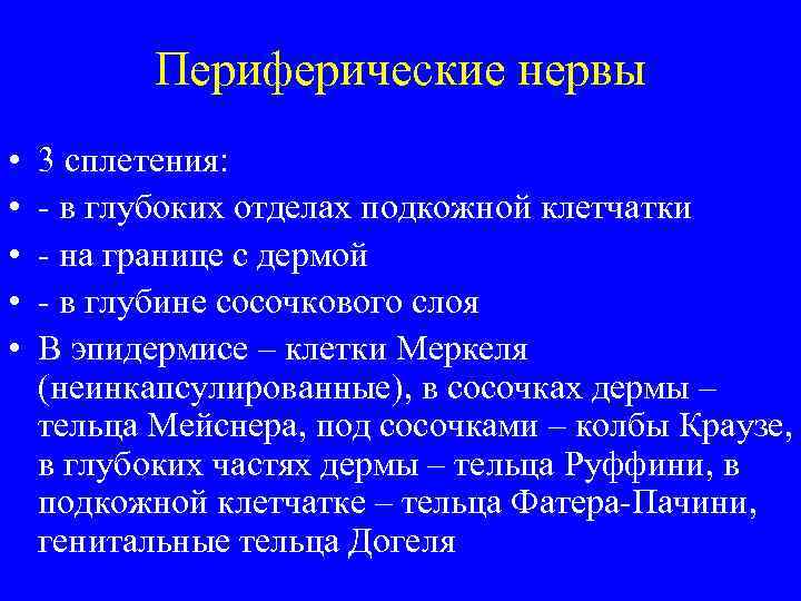 Периферические нервы • • • 3 сплетения: - в глубоких отделах подкожной клетчатки -