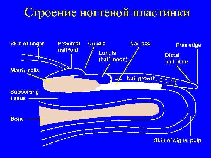Строение ногтевой пластинки Skin of finger Proximal nail fold Cuticle Nail bed Free edge