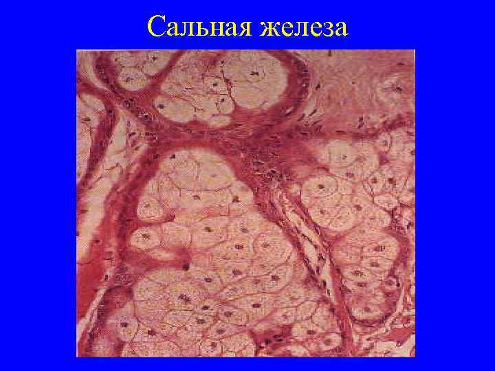 Сальная железа 