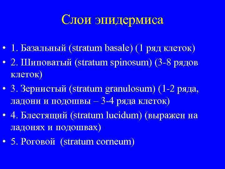 Слои эпидермиса • 1. Базальный (stratum basale) (1 ряд клеток) • 2. Шиповатый (stratum