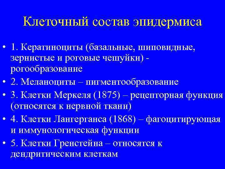 Клеточный состав эпидермиса • 1. Кератиноциты (базальные, шиповидные, зернистые и роговые чешуйки) рогообразование •
