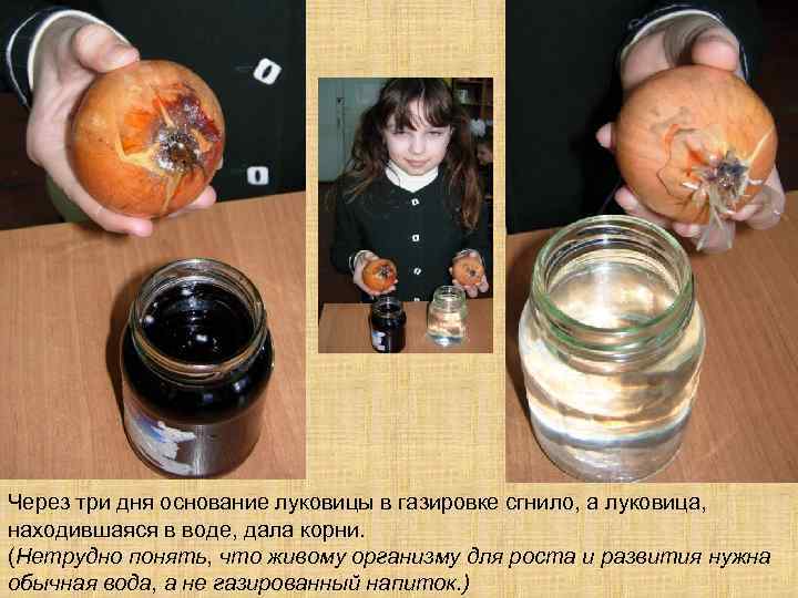 Через три дня основание луковицы в газировке сгнило, а луковица, находившаяся в воде, дала