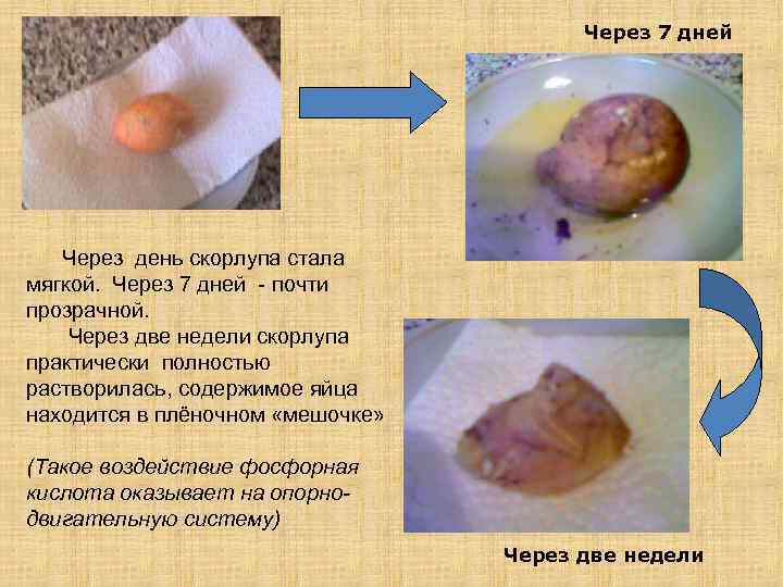 Через 7 дней Через день скорлупа стала мягкой. Через 7 дней - почти прозрачной.