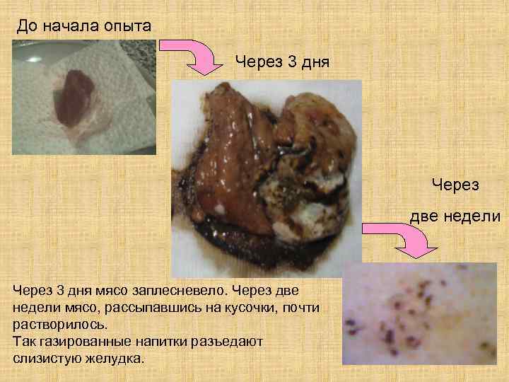 До начала опыта Через 3 дня Через две недели Через 3 дня мясо заплесневело.