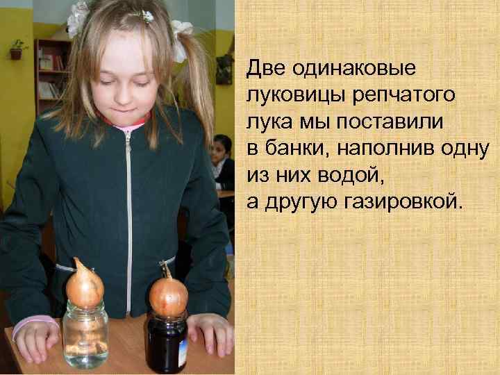 Две одинаковые луковицы репчатого лука мы поставили в банки, наполнив одну из них водой,