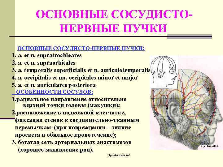 ОСНОВНЫЕ СОСУДИСТОНЕРВНЫЕ ПУЧКИ ОСНОВНЫЕ СОСУДИСТО-НЕРВНЫЕ ПУЧКИ: 1. a. et n. supratrochleares 2. a. et
