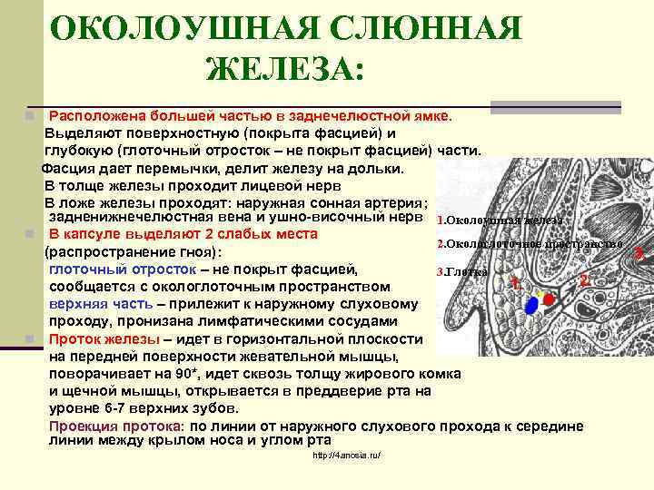 ОКОЛОУШНАЯ СЛЮННАЯ ЖЕЛЕЗА: Расположена большей частью в заднечелюстной ямке. Выделяют поверхностную (покрыта фасцией) и
