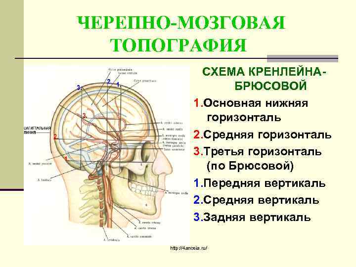 ЧЕРЕПНО-МОЗГОВАЯ ТОПОГРАФИЯ СХЕМА КРЕНЛЕЙНАБРЮСОВОЙ 1. Основная нижняя горизонталь 2. Средняя горизонталь 3. Третья горизонталь