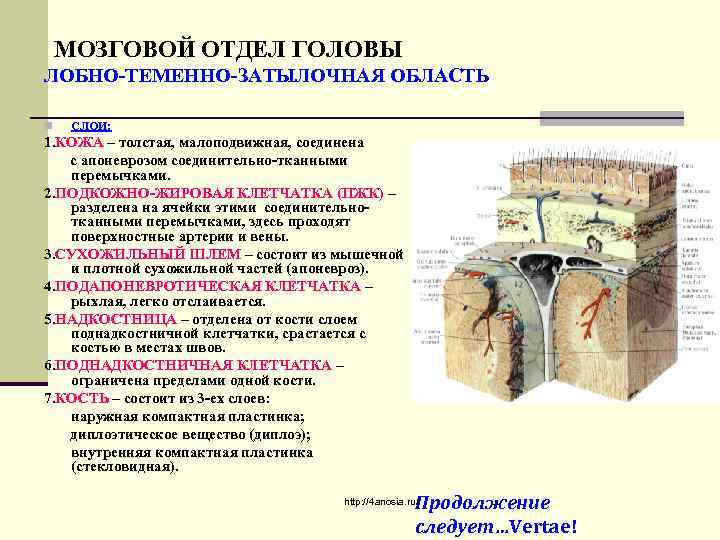 МОЗГОВОЙ ОТДЕЛ ГОЛОВЫ ЛОБНО-ТЕМЕННО-ЗАТЫЛОЧНАЯ ОБЛАСТЬ n СЛОИ: 1. КОЖА – толстая, малоподвижная, соединена с
