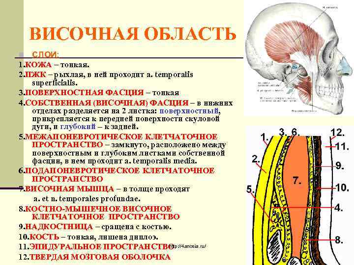ВИСОЧНАЯ ОБЛАСТЬ n СЛОИ: 1. КОЖА – тонкая. 2. ПЖК – рыхлая, в ней
