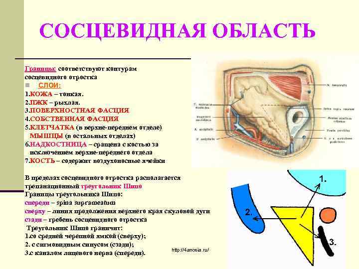 СОСЦЕВИДНАЯ ОБЛАСТЬ Границы: соответствуют контурам сосцевидного отростка n СЛОИ: 1. КОЖА – тонкая. 2.