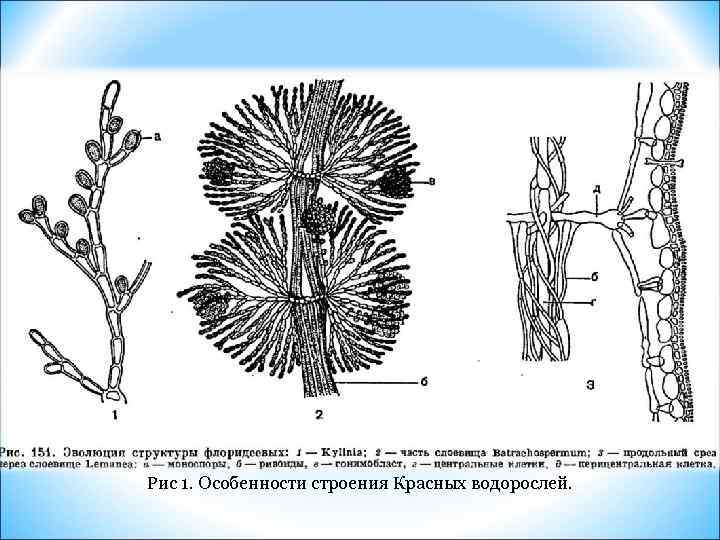 Рис 1. Особенности строения Красных водорослей. 