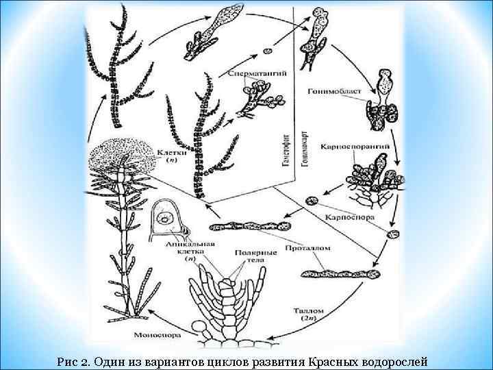 Циклы развития государства