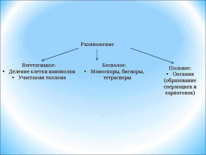 Размножение Вегетативное: • Деление клетки напополам • Участками таллома Бесполое: • Моноспоры, биспоры, тетраспоры