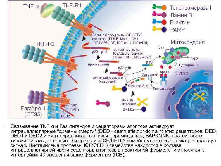  • Связывание TNF-α и Fas-лигандов с рецепторами апоптоза активирует интрацеллюлярные 