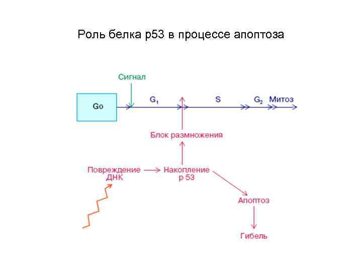 Роль белка р53 в процессе апоптоза 