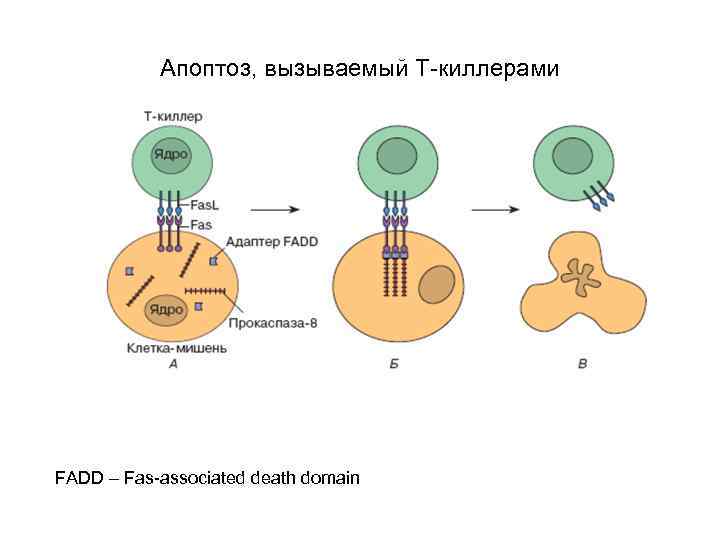 Апоптоз, вызываемый Т-киллерами FADD – Fas-associated death domain 