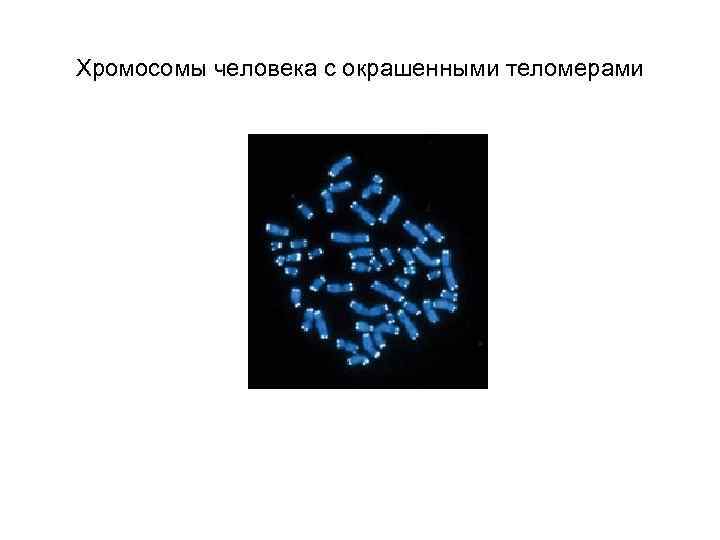 Хромосомы человека с окрашенными теломерами 