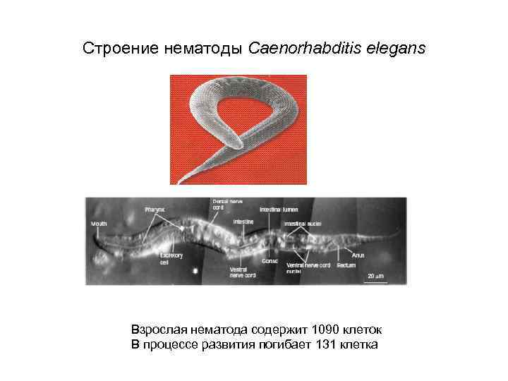 Строение нематоды Caenorhabditis elegans Взрослая нематода содержит 1090 клеток В процессе развития погибает 131