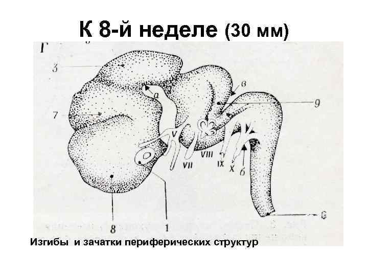 К 8 -й неделе (30 мм) Изгибы и зачатки периферических структур 