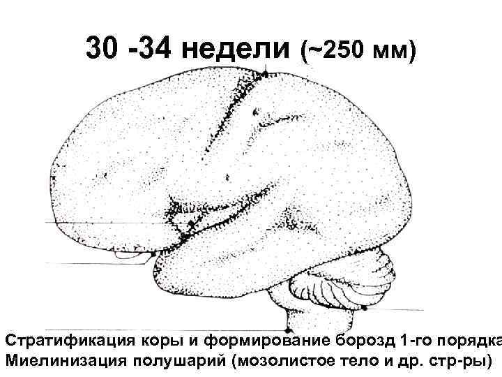30 -34 недели (~250 мм) Стратификация коры и формирование борозд 1 -го порядка Миелинизация