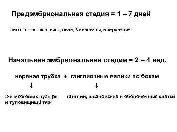 Предэмбриональная стадия = 1 – 7 дней зигота шар, диск, овал, 3 пластины, гаструляция