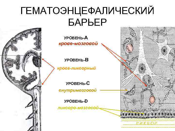 ГЕМАТОЭНЦЕФАЛИЧЕСКИЙ БАРЬЕР УРОВЕНЬ-А крове-мозговой УРОВЕНЬ-B крове-ликворный УРОВЕНЬ-C внутримозговой УРОВЕНЬ-D ликворо-мозговой ЛИКВОР 