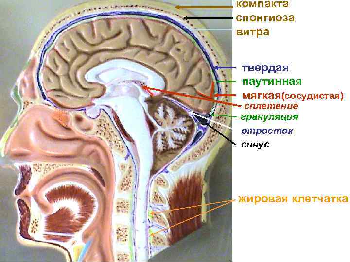 компакта спонгиоза витра твердая паутинная мягкая(сосудистая) сплетение грануляция отросток синус жировая клетчатка 