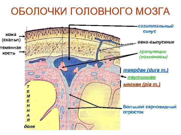 ОБОЛОЧКИ ГОЛОВНОГО МОЗГА сагиттальный синус кожа (скальп) вена-выпускник теменная кость грануляции (пахионовы) Т Е