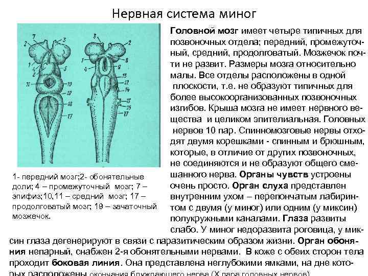 Какую нервную систему имеют