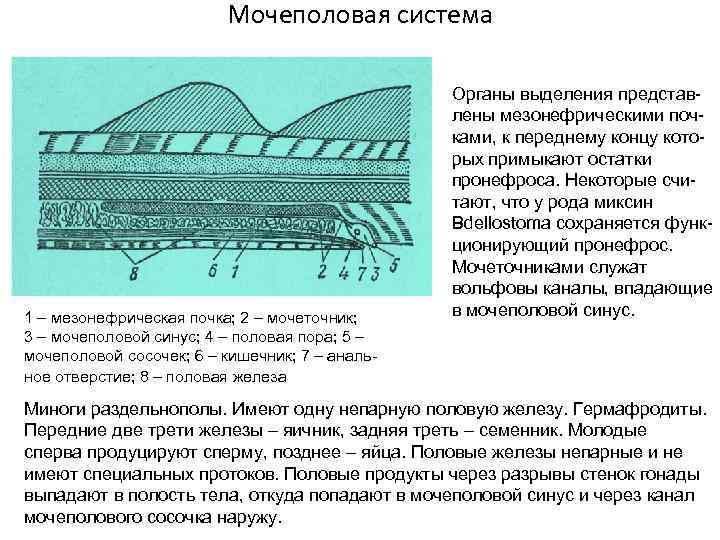 Мочеполовая система 1 – мезонефрическая почка; 2 – мочеточник; 3 – мочеполовой синус; 4