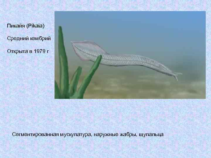 Пикайя (Pikaia) Средний кембрий Открыта в 1979 г Сегментированная мускулатура, наружные жабры, щупальца 