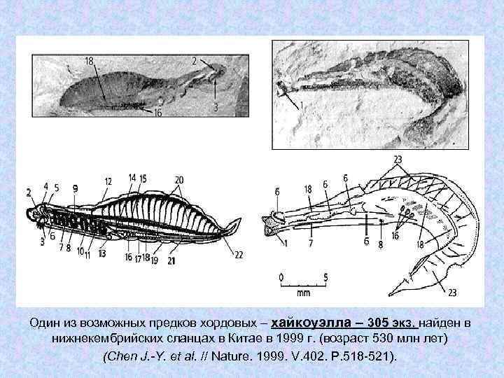 Один из возможных предков хордовых – хайкоуэлла – 305 экз. найден в нижнекембрийских сланцах
