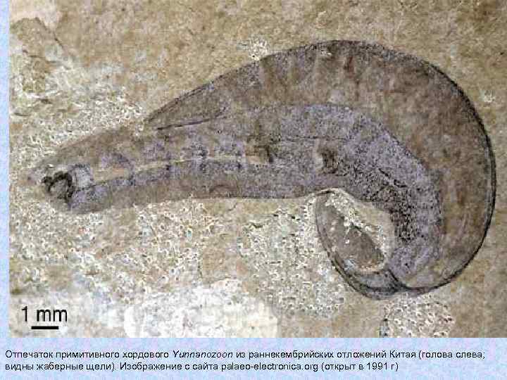 Отпечаток примитивного хордового Yunnanozoon из раннекембрийских отложений Китая (голова слева; видны жаберные щели). Изображение