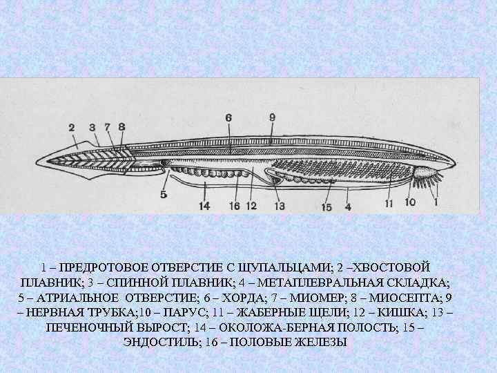 Атриальная полость