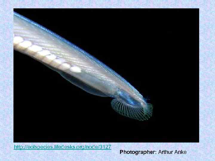 http: //eolspecies. lifedesks. org/node/3127 Photographer: Arthur Anke 