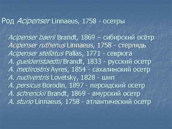 Род Acipenser Linnaeus, 1758 - осетры Acipenser baerii Brandt, 1869 – сибирский осётр Acipenser