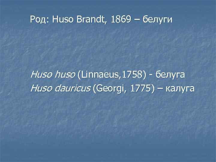 Род: Huso Brandt, 1869 – белуги Huso huso (Linnaeus, 1758) - белуга Huso dauricus