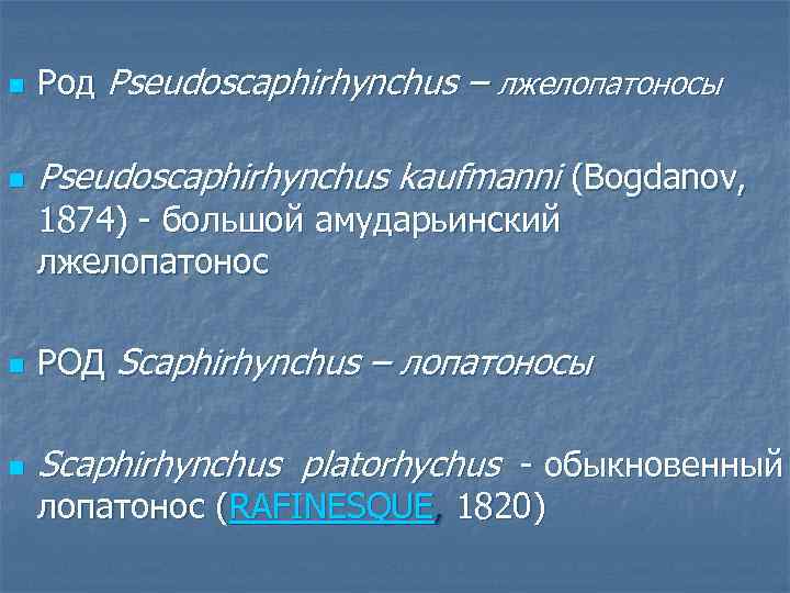 n Род Pseudoscaphirhynchus – лжелопатоносы n Pseudoscaphirhynchus kaufmanni (Bogdanov, 1874) - большой амударьинский лжелопатонос