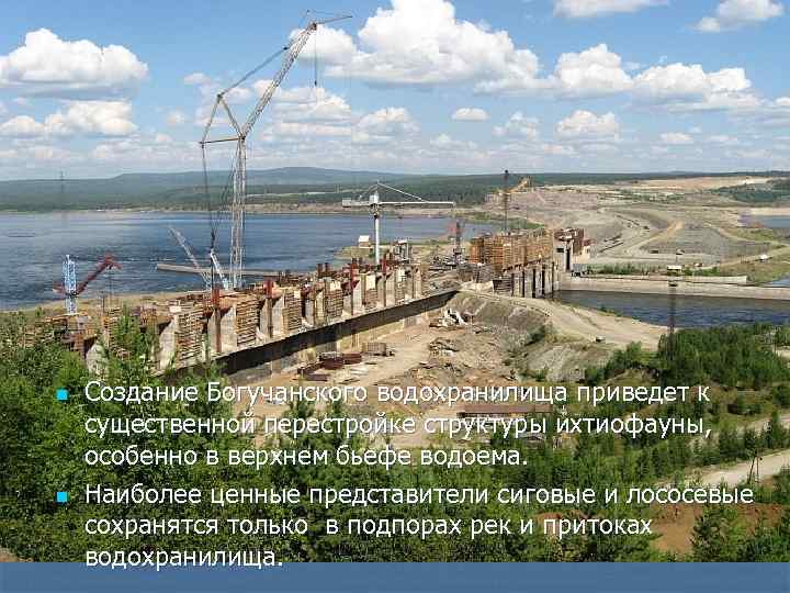 n n Создание Богучанского водохранилища приведет к существенной перестройке структуры ихтиофауны, особенно в верхнем