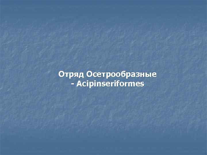 Отряд Осетрообразные - Acipinseriformes 
