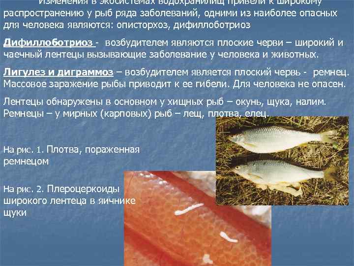 Изменения в экосистемах водохранилищ привели к широкому распространению у рыб ряда заболеваний, одними из