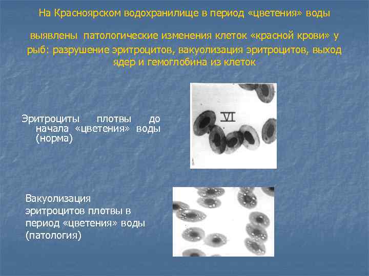 На Красноярском водохранилище в период «цветения» воды выявлены патологические изменения клеток «красной крови» у