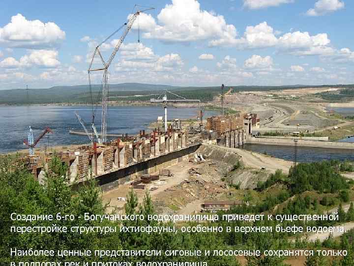 Создание 6 -го - Богучанского водохранилища приведет к существенной перестройке структуры ихтиофауны, особенно в