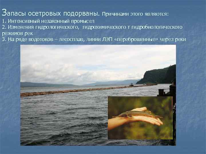 Запасы осетровых подорваны. Причинами этого являются: 1. Интенсивный незаконный промысел 2. Изменения гидрологического, гидрохимического