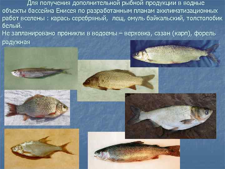  Для получения дополнительной рыбной продукции в водные объекты бассейна Енисея по разработанным планам